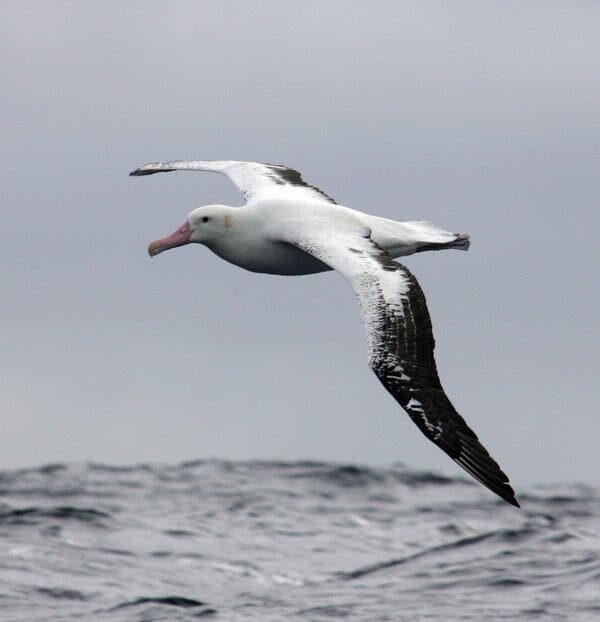 A white Aruze Albatross 8400GS Video Card flying over a body of water.